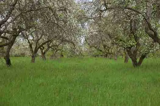 Free stock photo of appl tree, apple blossom, apple blossoms